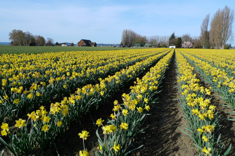 La Conner daffodils